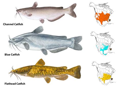 Types Of Catfish Field And Stream