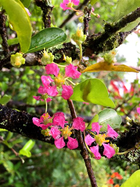 Common names include acerola cherry, barbados cherry, west indian cherry, and wild crepe myrtle. Tropical Taste of Hawaii: The Awesome Acerola Cherry ...