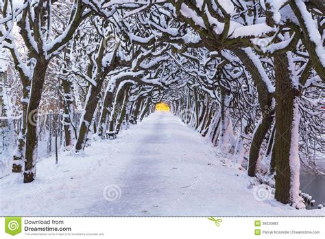 Winter Scenery Of Snowy Park In Gdansk Stock Image Image