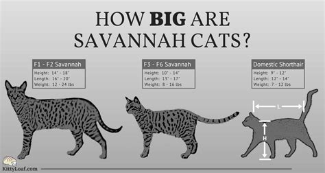 How Big Are Savannah Cats Kitty Loaf