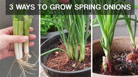 THREE WAYS TO GROW SPRING ONIONS | how to grow spring onions at home