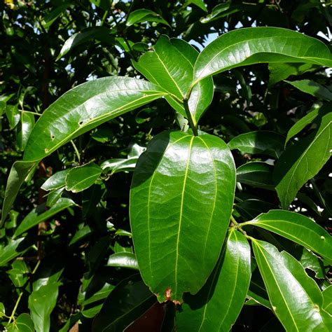 100 Dried Cinnamon Leaves 100 Organic Hand Picked And Sun Dried Ceylon