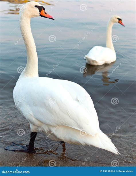 Romantic Swan Couple Stock Image Image Of Nature Romantic 29159561