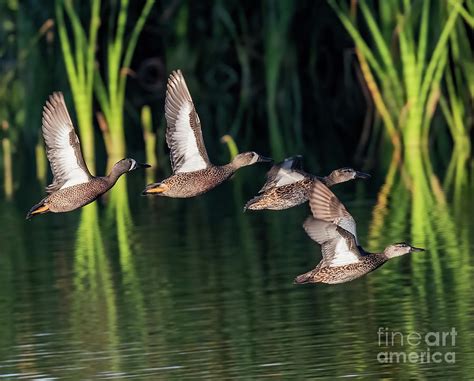 Blue Wing Teal Group Flight Photograph By Dale Erickson Fine Art America