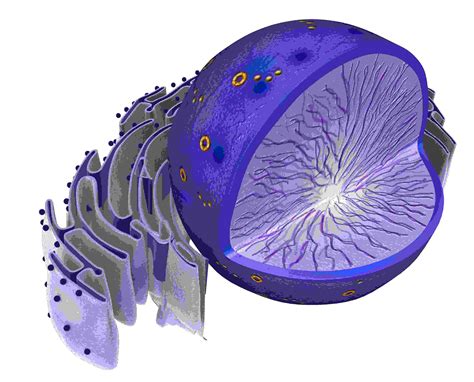 La Cellula Eucariotica Il Nucleo