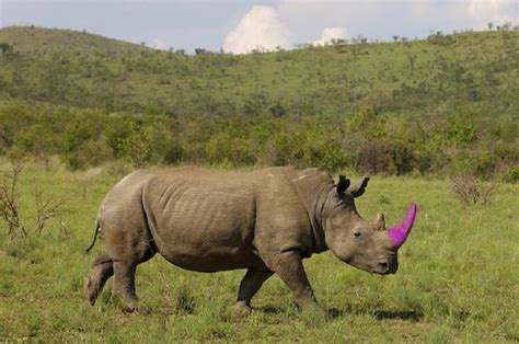 Dyeing Rhino Horn And Elephant Ivory Save The Rhino