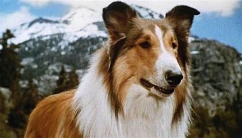 Series Clásicas De La Tv Recuerdos De Los 60s 70s 80s Y 90s Lassie