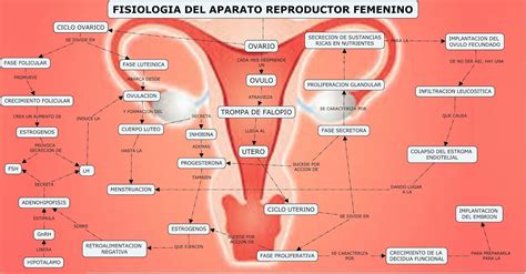 Aparato Reproductor Femenino Esquemas Diagramas Graficos Y Mapas Images