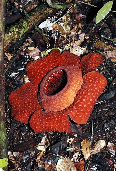 Rafflesia Arnoldii Flower Stock Image C Science Photo Library