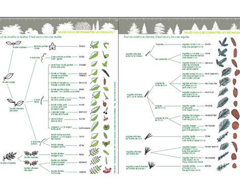 Pdf Savoir Reconnaitre Un Arbre Pdf Télécharger Download