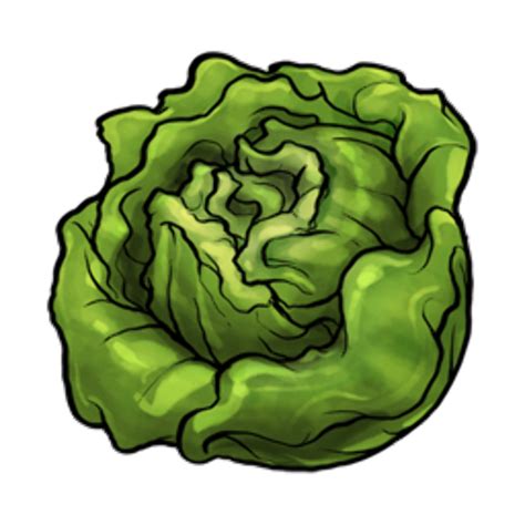 Download High Quality Lettuce Clipart Illustration Transparent Png