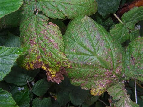 The symptoms of the fungal disease raspberry root rot are: What's wrong with my plant? : Garden : University of ...