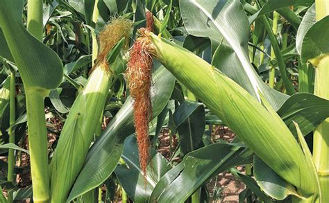 The Effects Of Diplodia Ear Rot On Maize Laptrinhx News