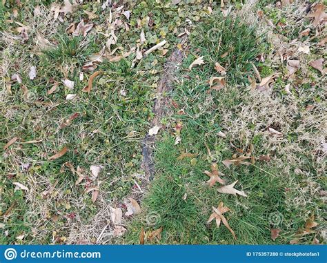Brown And Green Patch Of Lawn Grass With Tree Roots Stock Photo Image