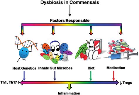 Possible Factors Influencing Dysbiosis Of Gut Flora Factors Like