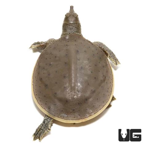 Baby Spiny Softshell Turtles Apalone Spinifera For Sale Underground