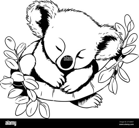 Cute Koala Sleeping On A Branch With Leaves Vector Illustration Stock