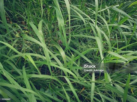 Green Vetiver Leaves Background Or Texture Stock Photo Download Image