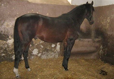 images  east bulgarian horse  pinterest english warmblood horses  studs