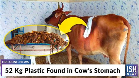 52 Kg Plastic Found In Cow’s Stomach Youtube