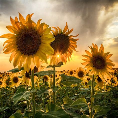 Enjoy Nature 🌻☀️💛 On Twitter Yellow Summer Sunrise And