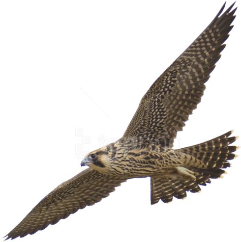 Download Free Png Download Falcon Png Images Background Png Peregrine