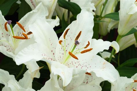 Lilium Muscadet Oriental Lily