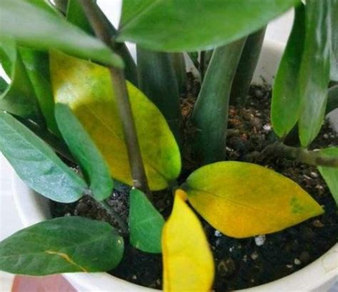 Why Does My Zz Plant Have Yellow Leavescauses Andfixes） New Planting