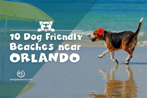 10 Dog Friendly Beaches Near Orlando