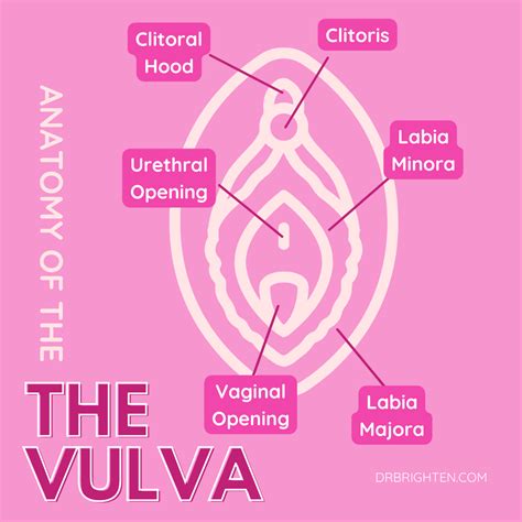 your vagina everything you need to know dr jolene brighten