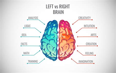 Which Side Of Your Brain Is More Dominant