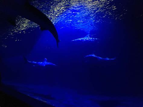Sea Life Underwater Photo Of Sharks Aquarium Image Free Photo