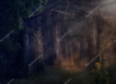 Magical Forest — Stock Photo © Artshock 72741551