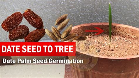 Germinating Date Seed With Result How To Grow Date Palm Tree From