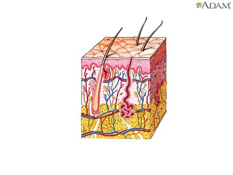 Hipodermis