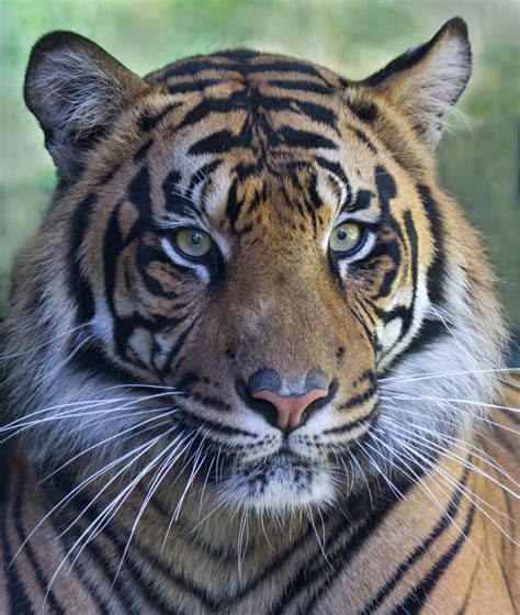 Tiger Portrait By Paul Shilling Poly Photo Club