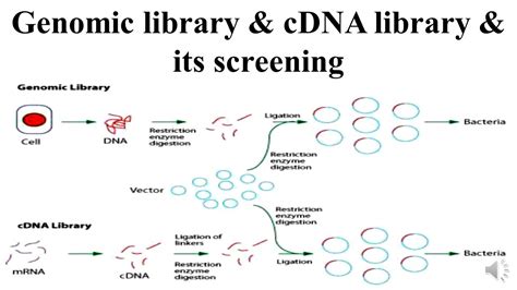 Genomic Library And Cdna Library And Its Screening Youtube