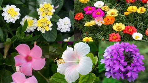 Eccoti un elenco di piante resistenti al sole diretto. 10 magnifici fiori da coltivare in pieno sole | Guida Giardino