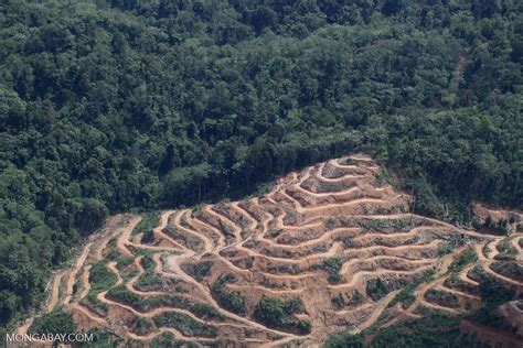 Deforestation In Borneo Sabah2020