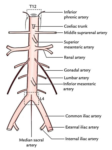 Easy Notes On 【abdominal Aorta】learn In Just 3 Minutes