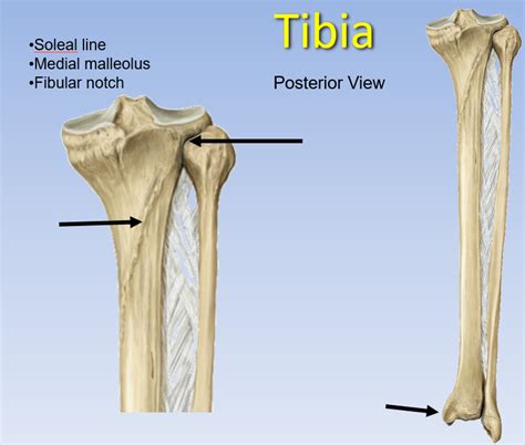Anatomia Humana Tibia Posterior View Lateral Tibial Plateau Head Of