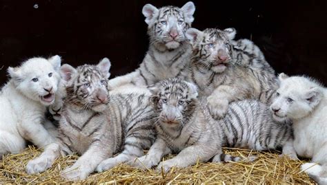 White Lion Cubs And White Tiger Cubs Play Side By Side In German Zoo