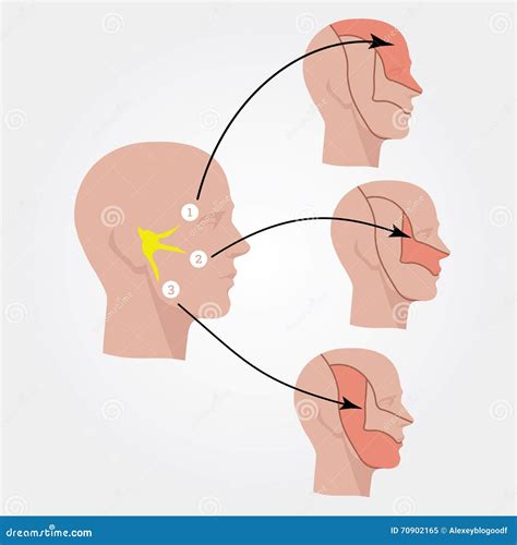 Trigeminal Nerve Anatomical Vector Illustration Diagram With Human Head