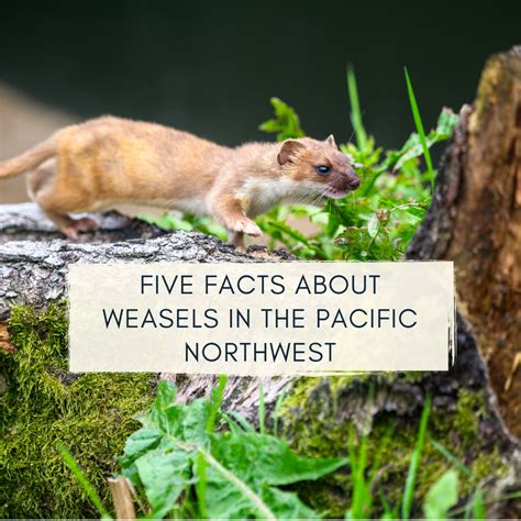 5 Facts About Weasels In The Northwest Animals Of The Pacific Northwest