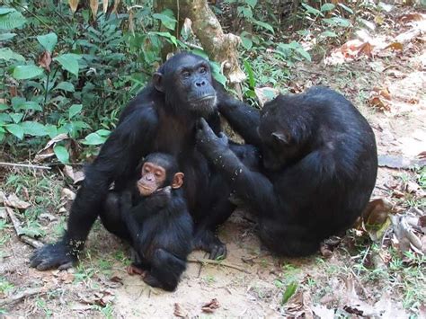Female Chimps Give Birth In Their Natal Groups Even In Patrilineal