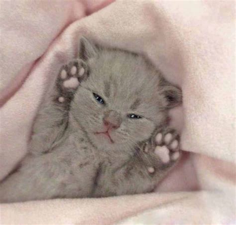 cute and fluffy 26th january 2018 we love cats and kittens
