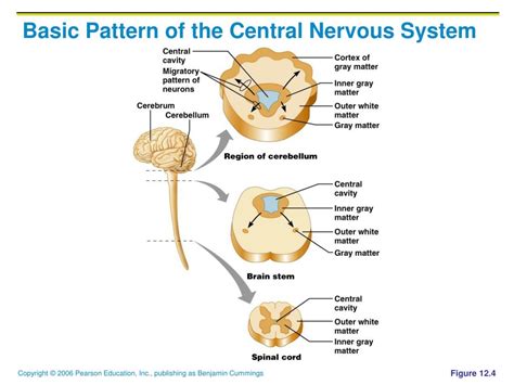 We did not find results for: PPT - Central Nervous System (CNS) PowerPoint Presentation ...