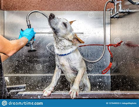 Dog Being Washed Shaking Off Water Stock Image Image Of Leash Splash