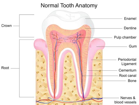 Do Teeth Have Nerves News Dentagama