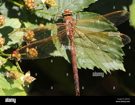 Close Up Of A The Large European Brown Hawker Aeshna Grandis